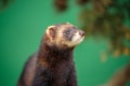 A portrait of an European polecat Royalty Free Stock Photo